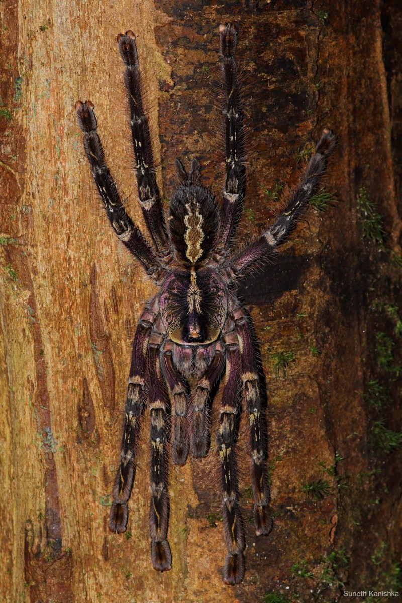 Poecilotheria ornata Pocock, 1899